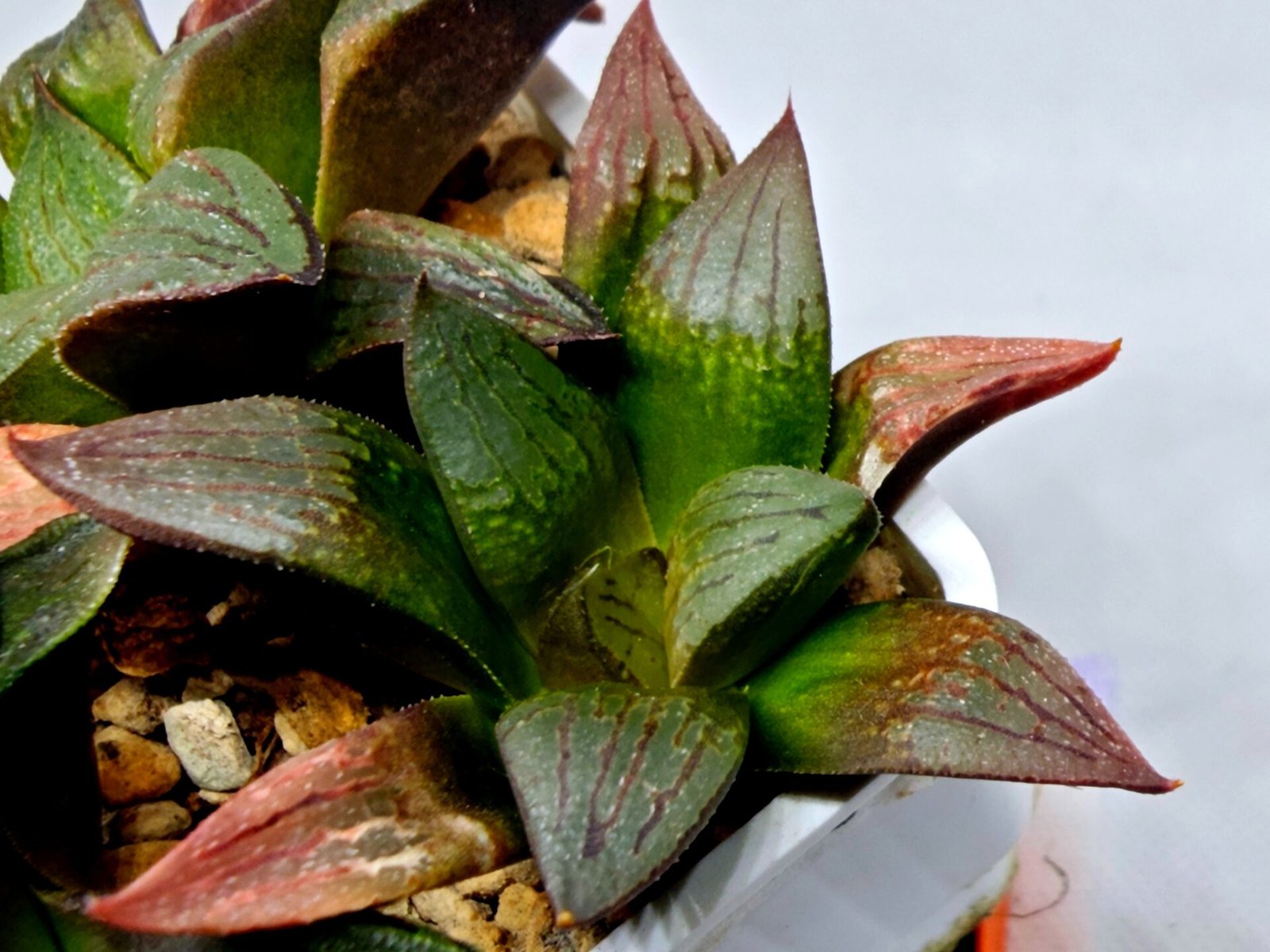 Haworthia Seedling S108 - 7