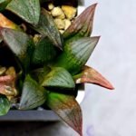 Haworthia Seedling S108 - 8