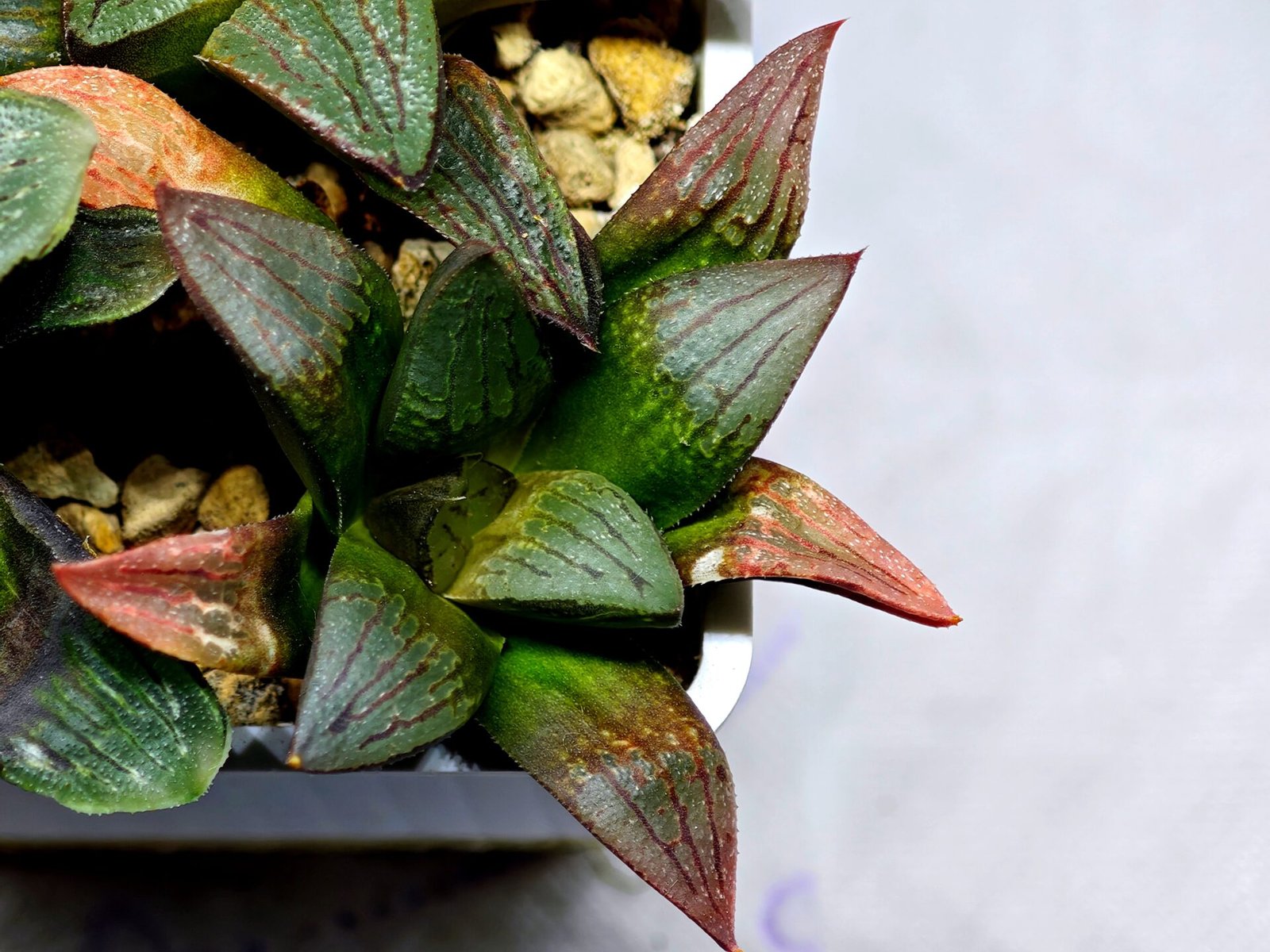 Haworthia Seedling S108 - 8