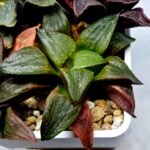 Haworthia Seedling S109 - 1