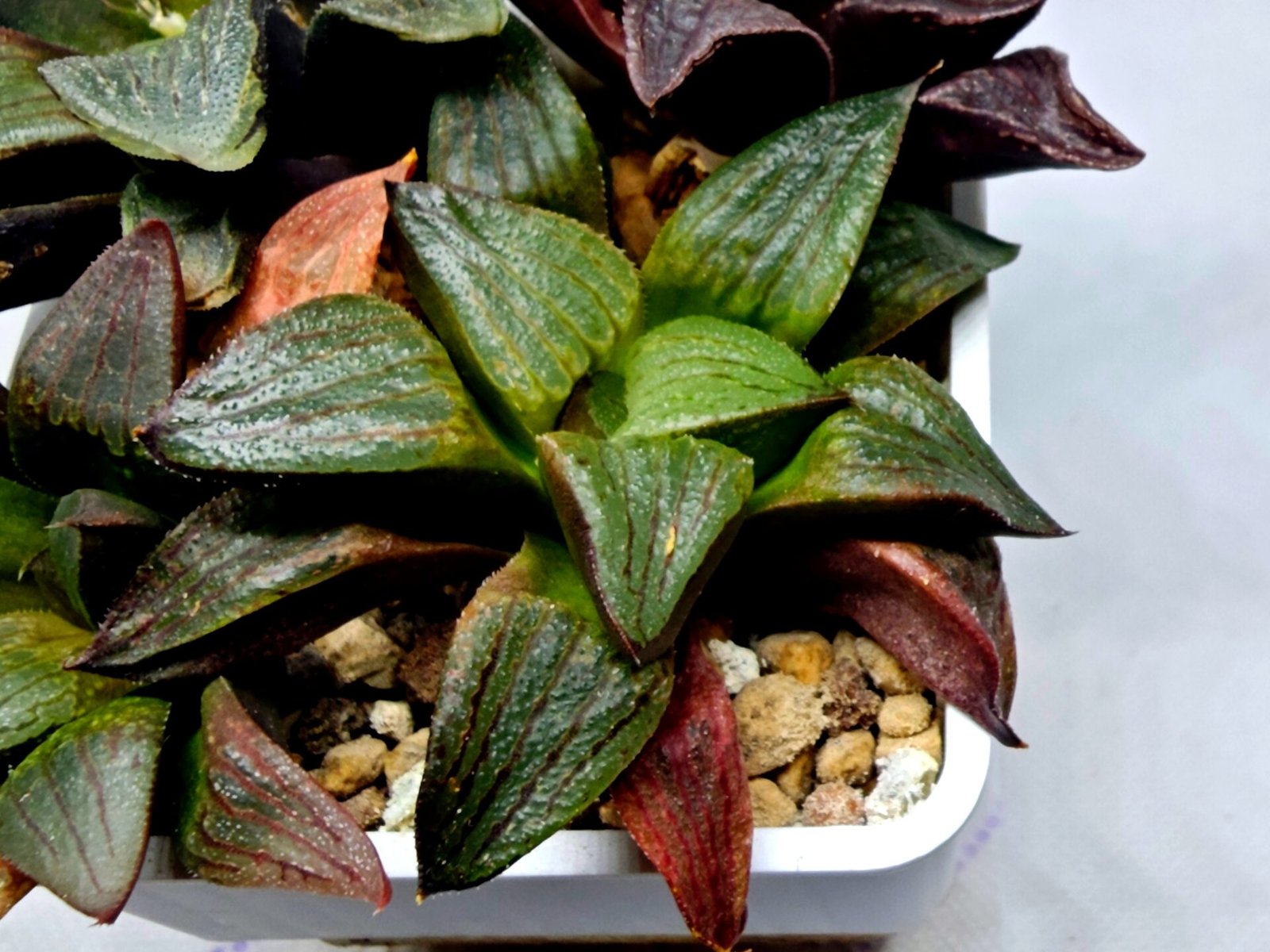 Haworthia Seedling S109 - 1