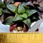 Haworthia Seedling S109 - 2
