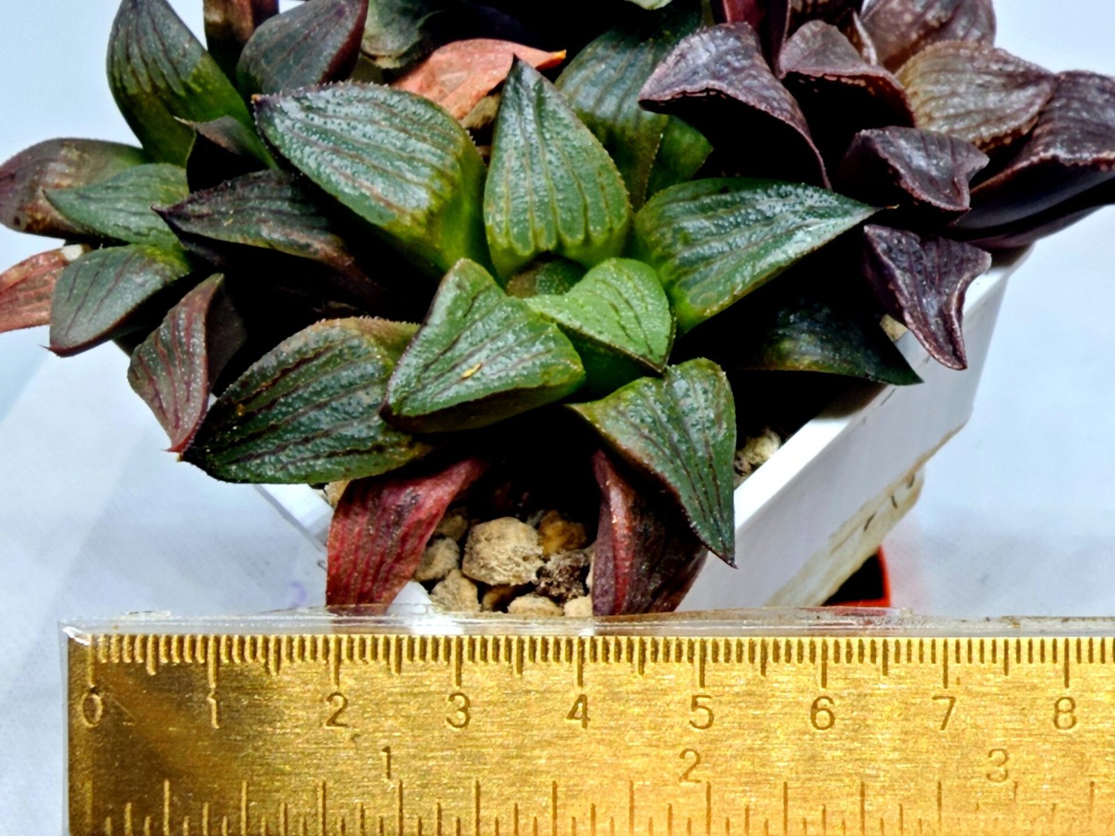 Haworthia Seedling S109 - 2