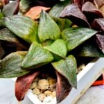 Haworthia Seedling S109 - 3