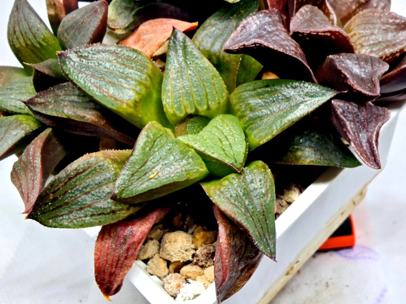 Haworthia Seedling S109 - 3