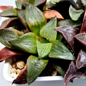 Haworthia Seedling S109 - 4