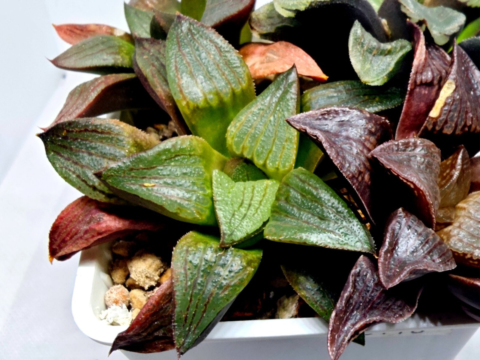 Haworthia Seedling S109 - 4