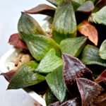 Haworthia Seedling S109 - 5