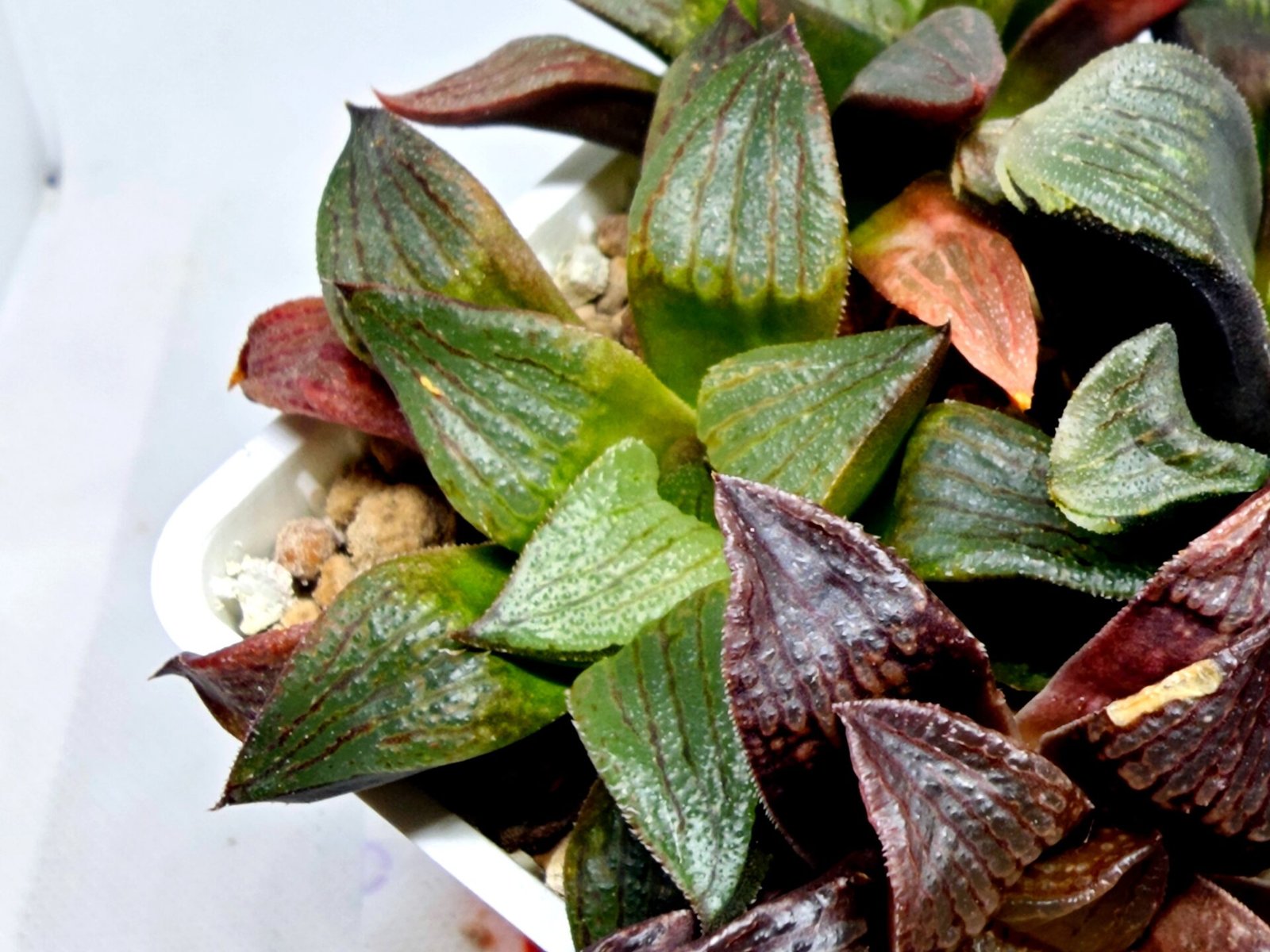Haworthia Seedling S109 - 5