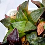 Haworthia Seedling S109 - 6