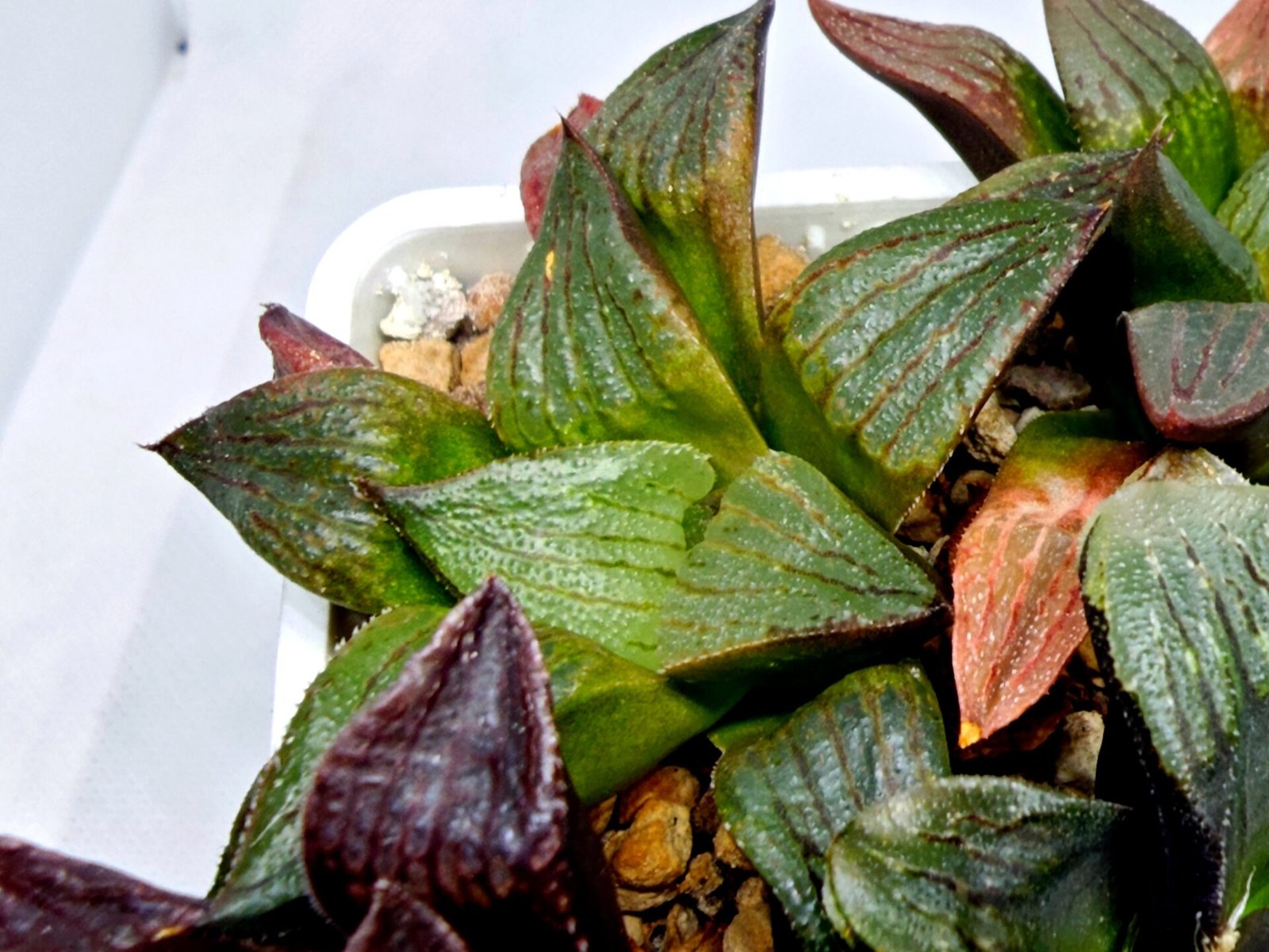 Haworthia Seedling S109 - 6