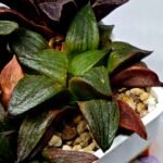 Haworthia Seedling S109 - 7