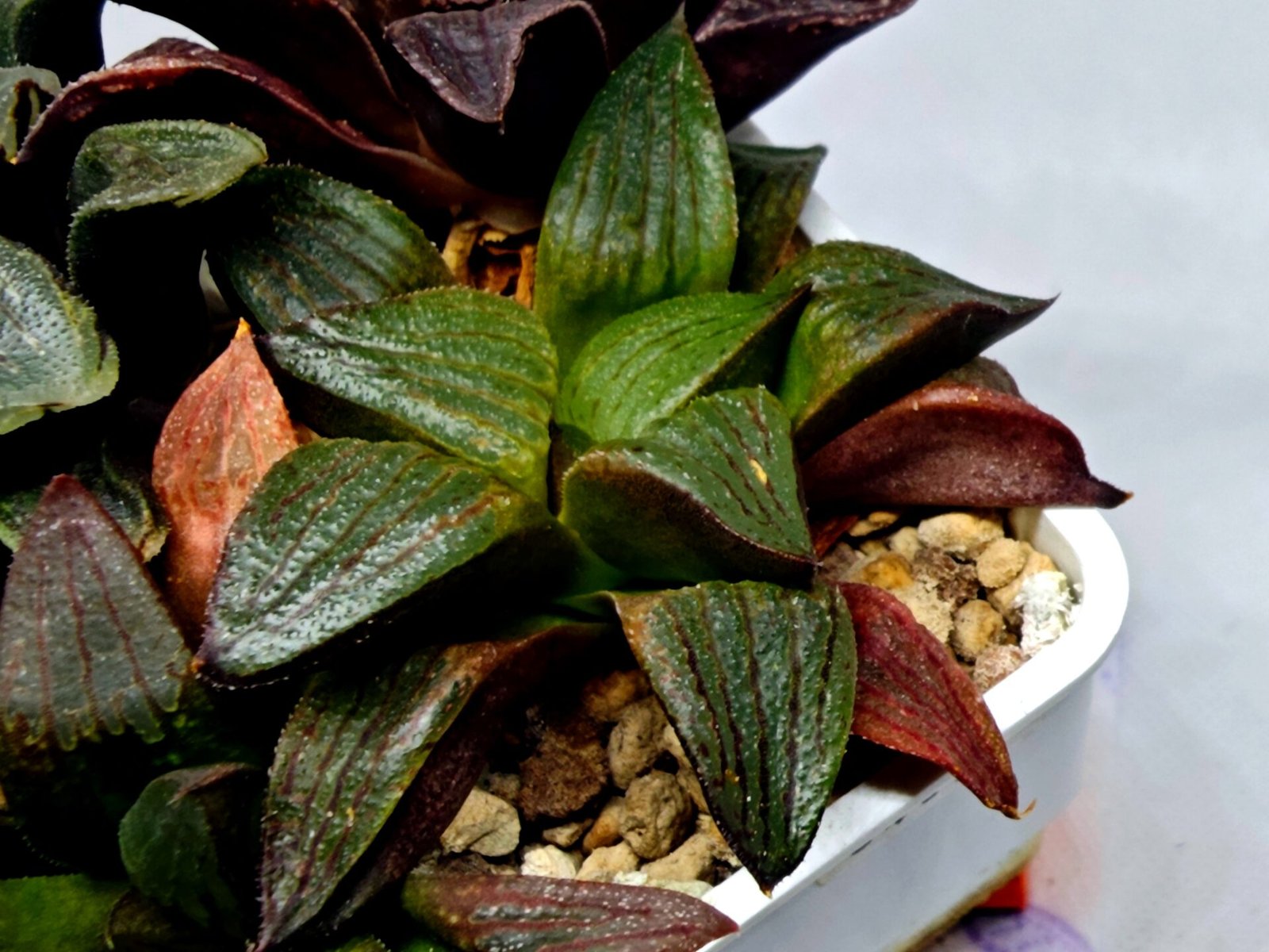 Haworthia Seedling S109 - 7