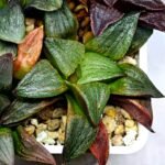 Haworthia Seedling S109 - 8