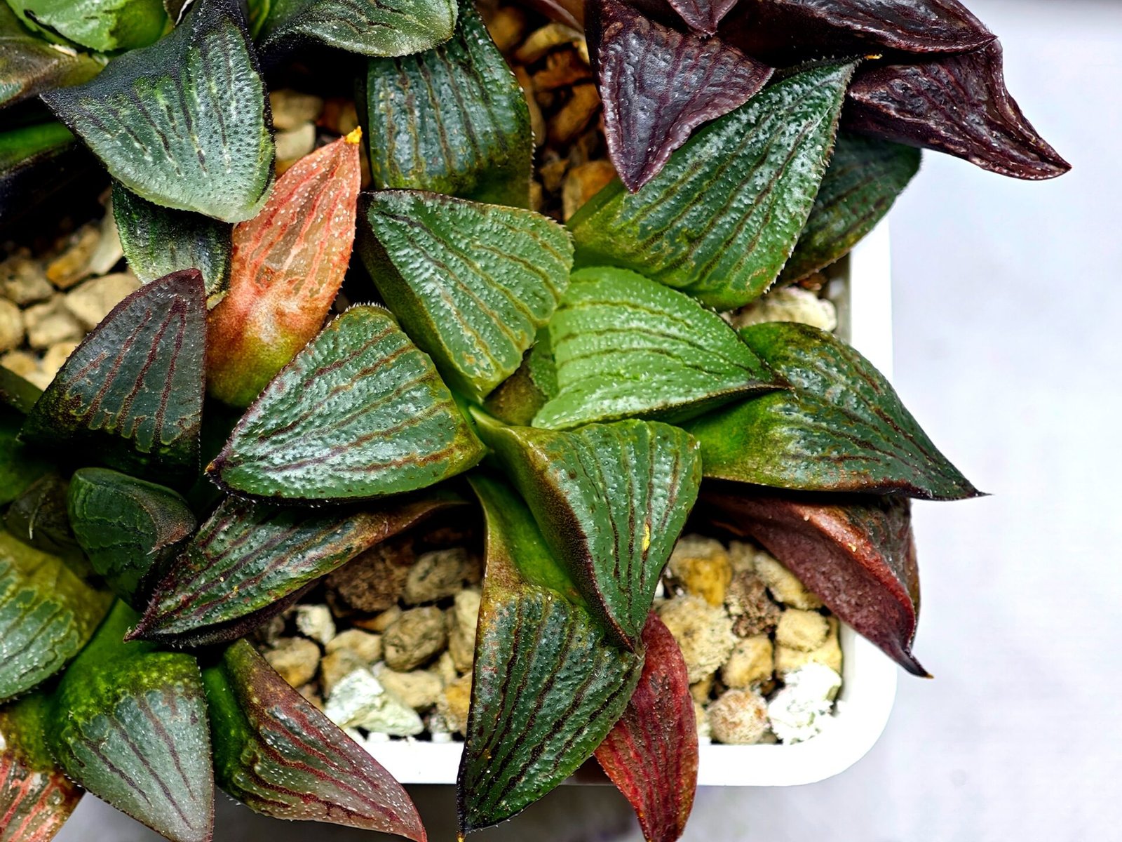 Haworthia Seedling S109 - 8