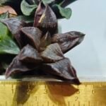 Haworthia Seedling S110 - 1