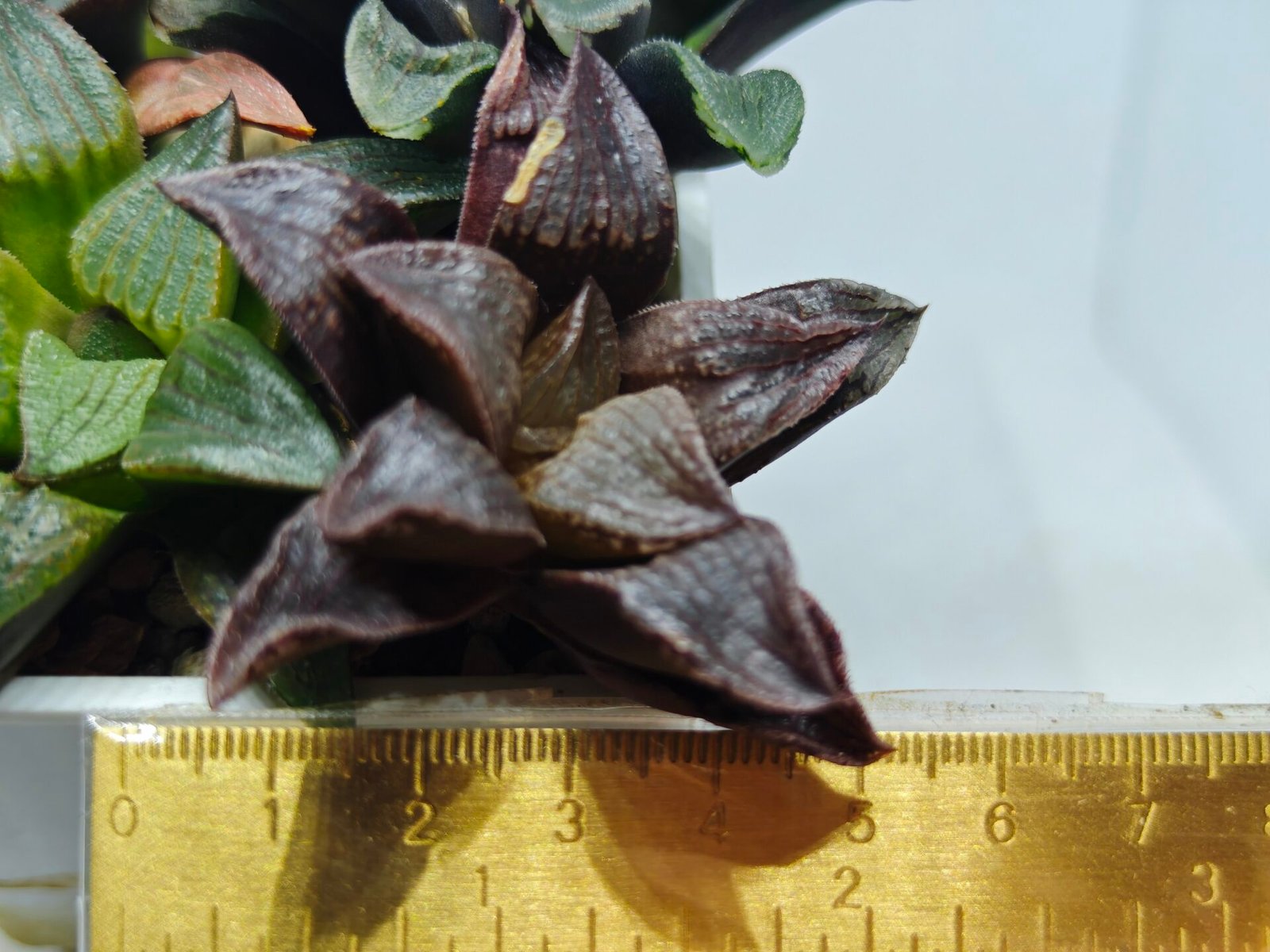 Haworthia Seedling S110 - 1