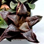 Haworthia Seedling S110 - 2