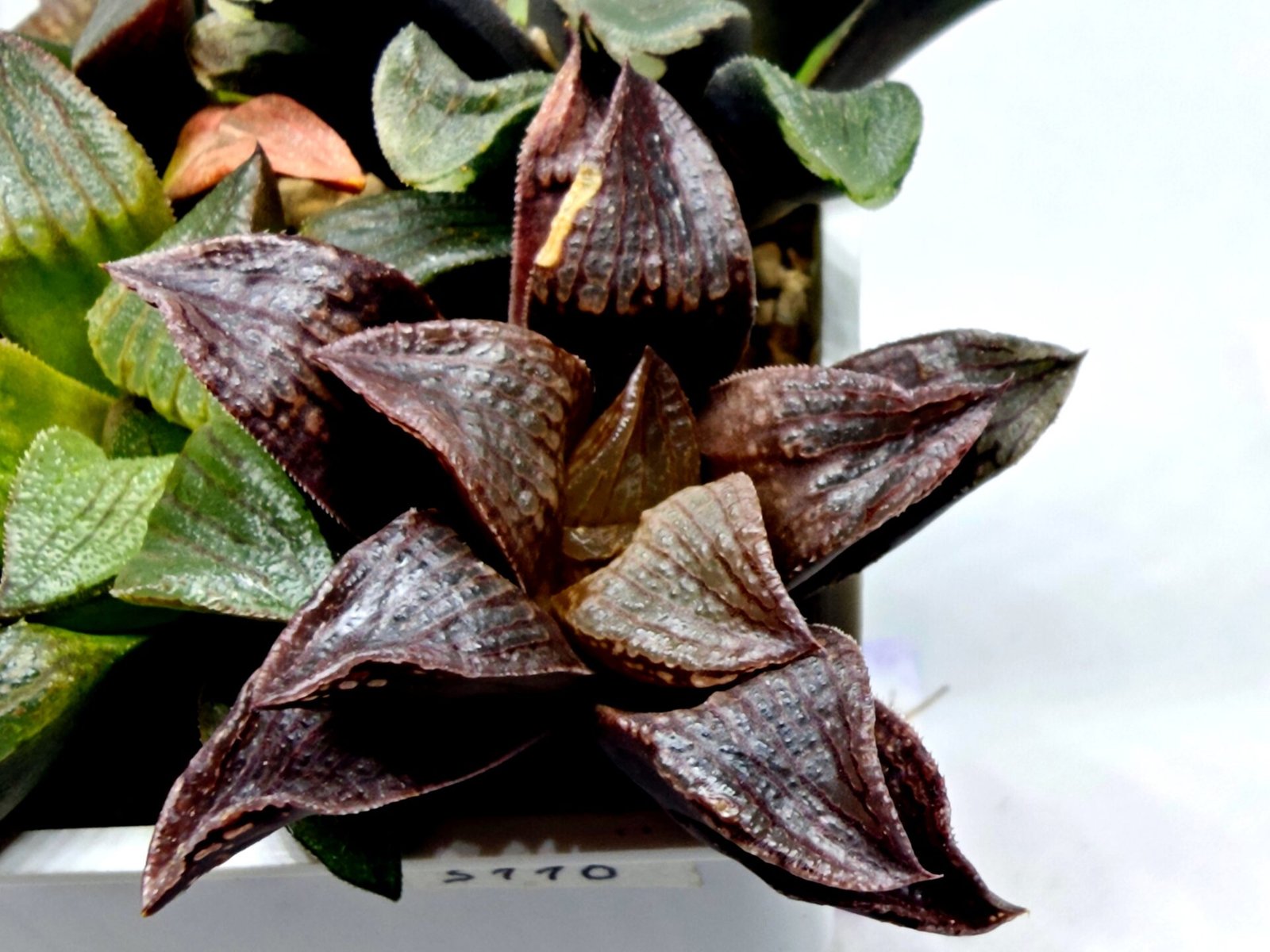 Haworthia Seedling S110 - 2