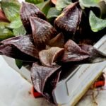 Haworthia Seedling S110 - 3