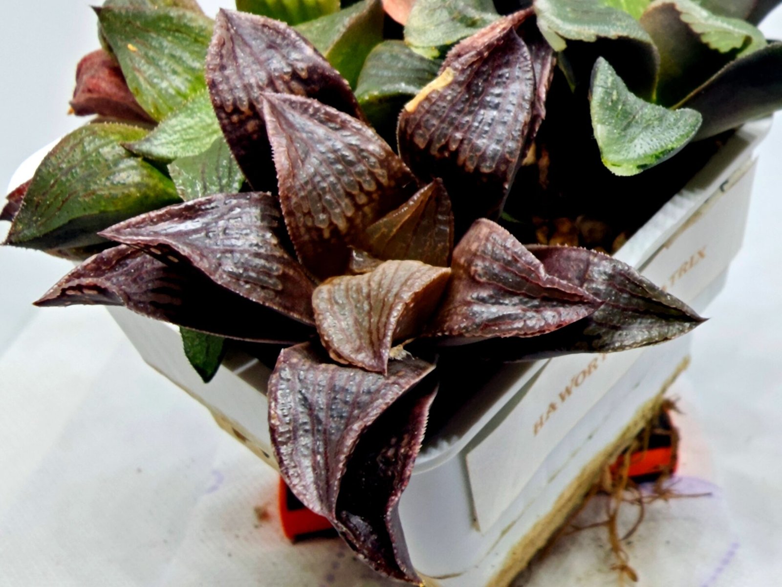 Haworthia Seedling S110 - 3
