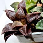 Haworthia Seedling S110 - 4