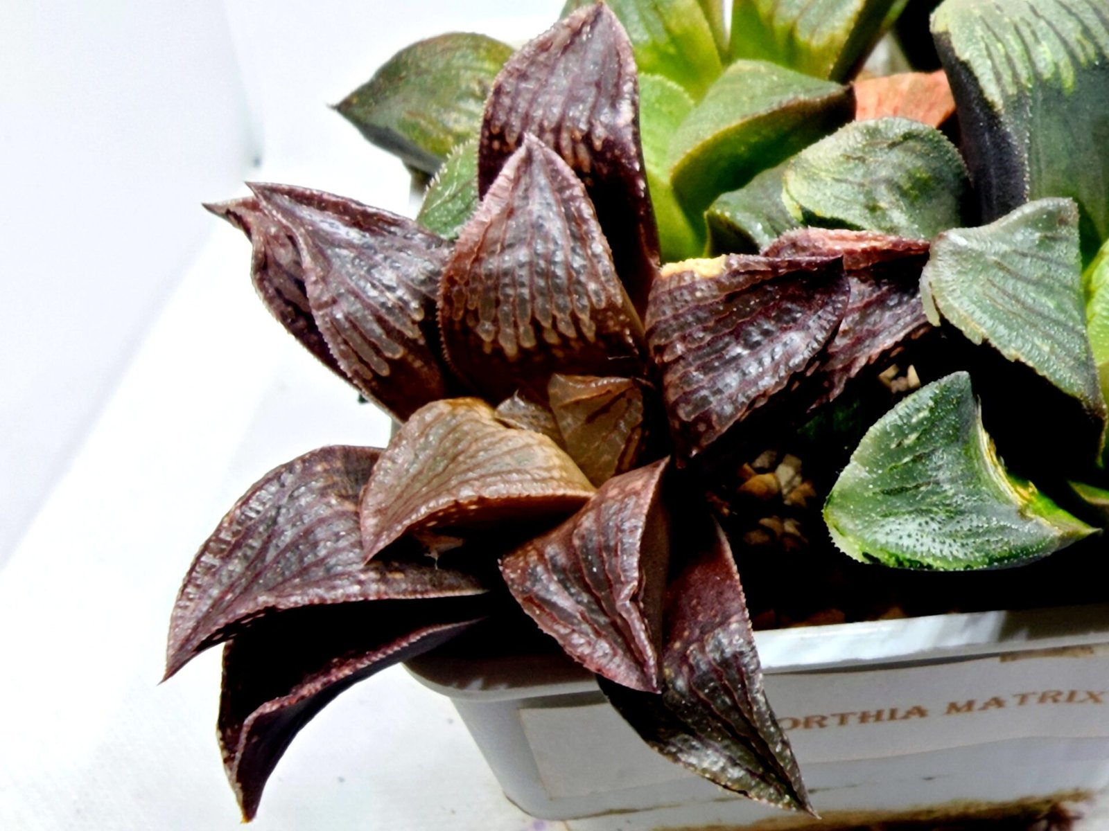 Haworthia Seedling S110 - 4