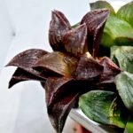 Haworthia Seedling S110 - 5