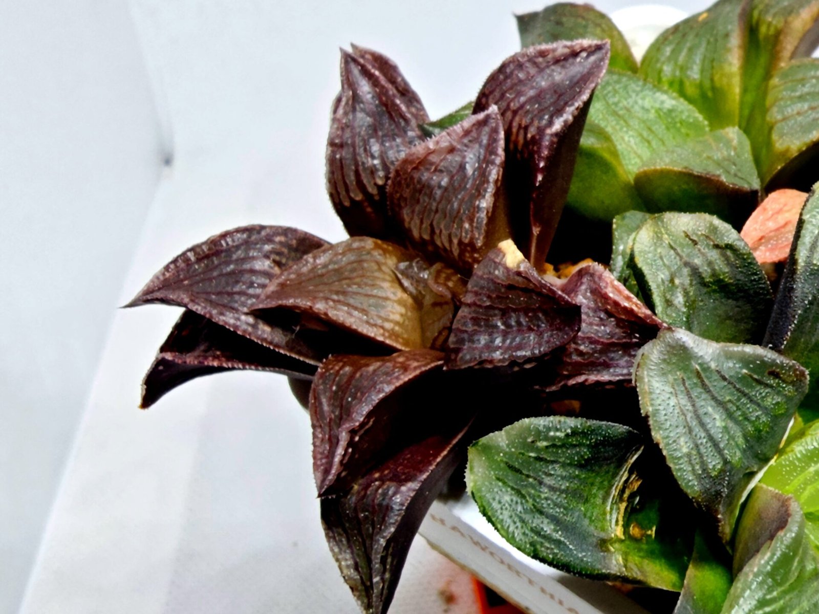 Haworthia Seedling S110 - 5