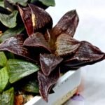 Haworthia Seedling S110 - 6