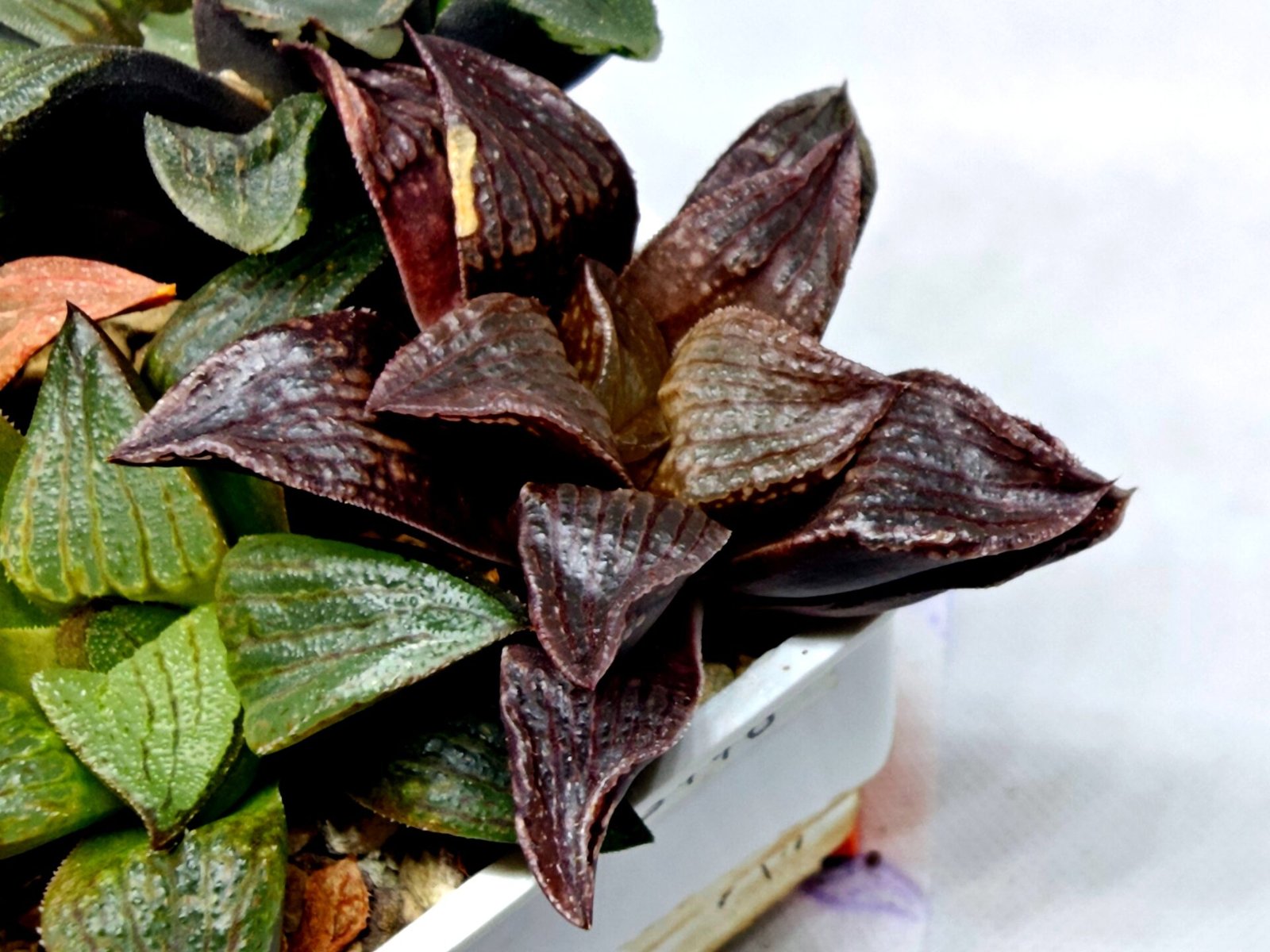 Haworthia Seedling S110 - 6