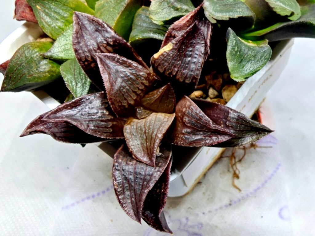Home 8 Haworthia Seedling S110 - 7