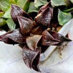 Haworthia Seedling S110 - 7