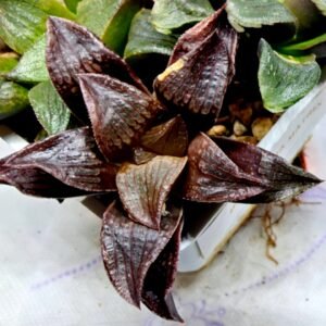 Haworthia Seedling S110 - 7