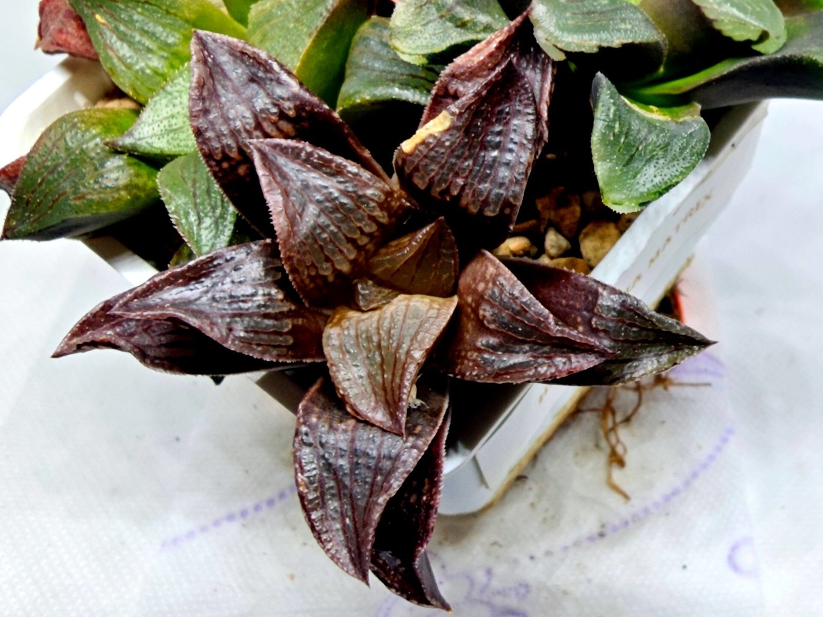 Haworthia Seedling S110 - 7