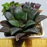 Haworthia Seedling Matrix S111 - 1