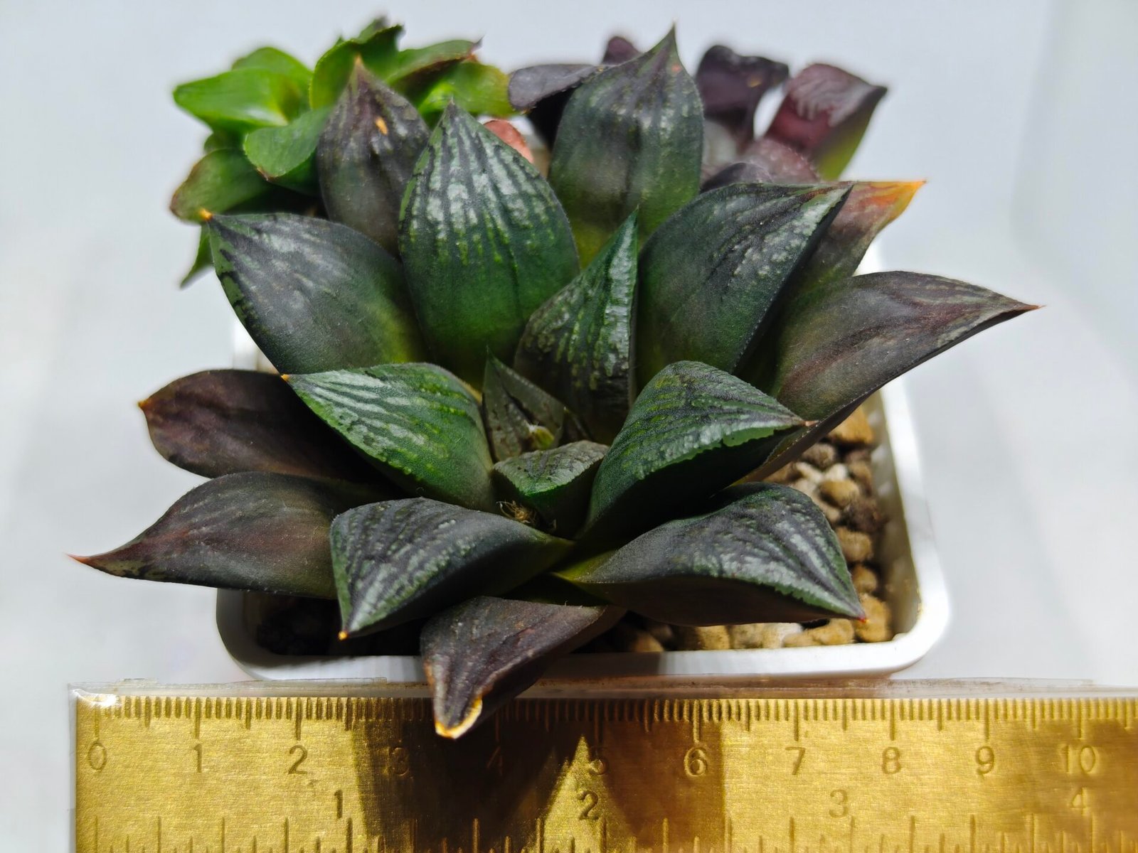 Haworthia Seedling Matrix S111 - 1