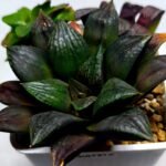 Haworthia Seedling Matrix S111 - 2