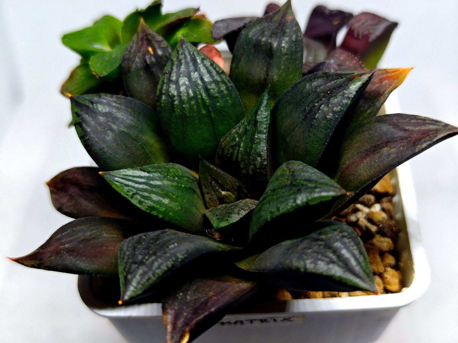Haworthia Seedling Matrix S111 - 2