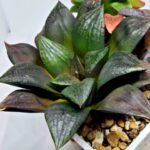 Haworthia Seedling Matrix S111 - 3