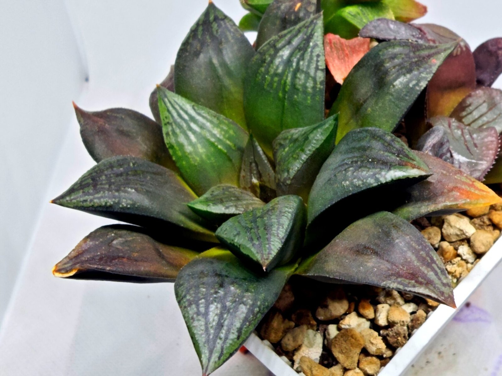 Haworthia Seedling Matrix S111 - 3