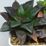 Haworthia Seedling Matrix S111 - 4
