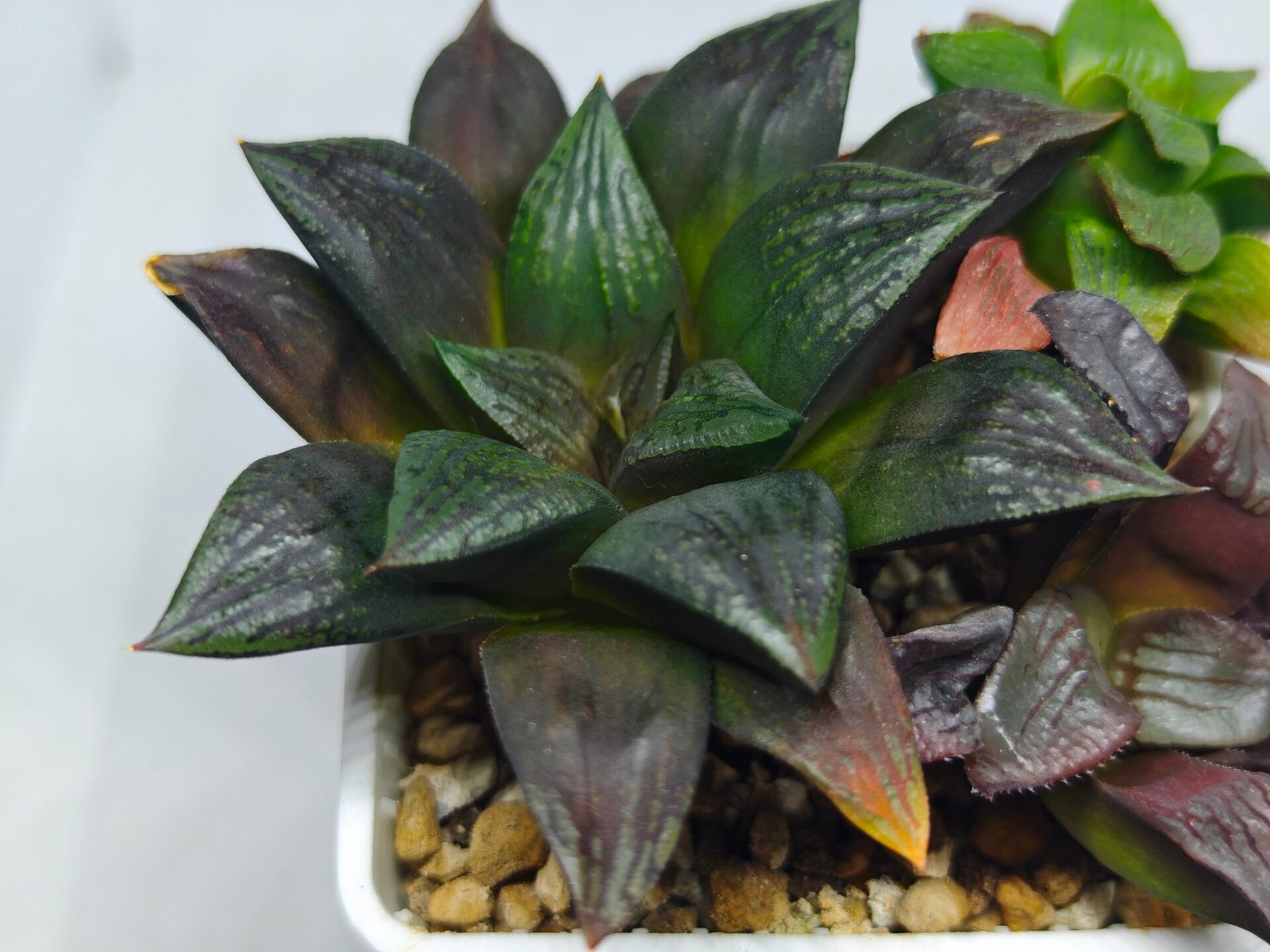Haworthia Seedling Matrix S111 - 4