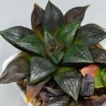 Haworthia Seedling Matrix S111 - 5