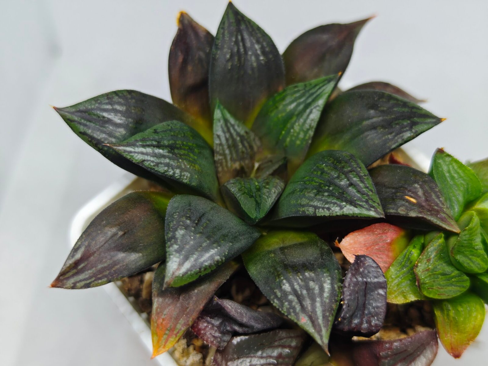 Haworthia Seedling Matrix S111 - 5