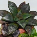 Haworthia Seedling Matrix S111 - 6