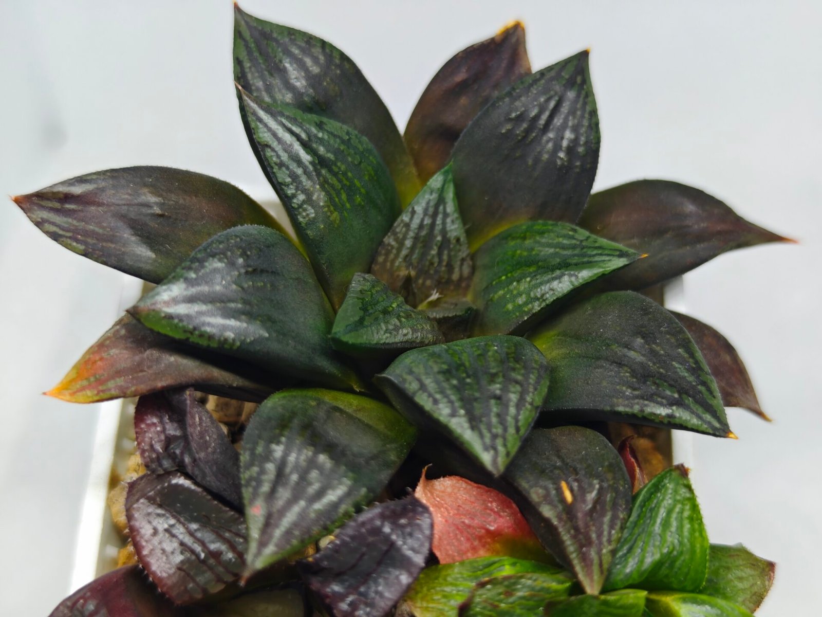 Haworthia Seedling Matrix S111 - 6