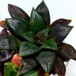 Haworthia Seedling Matrix S111 - 7