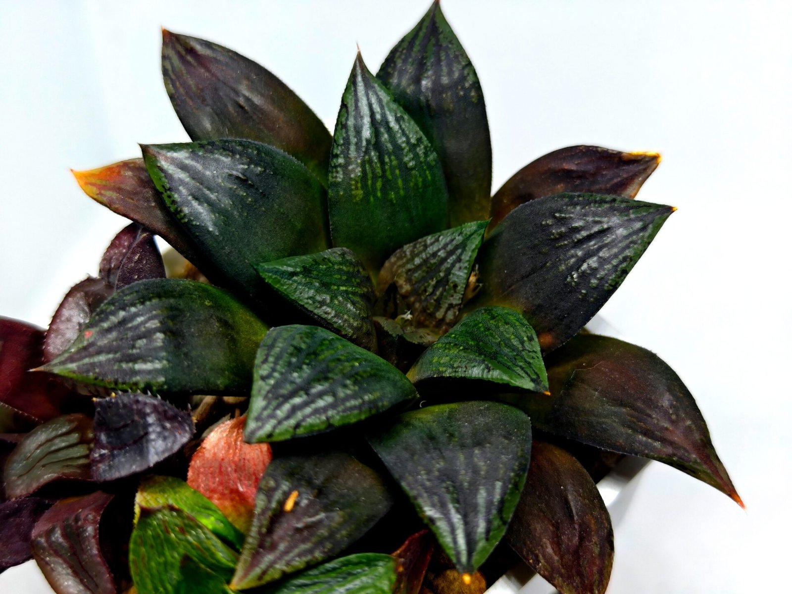 Haworthia Seedling Matrix S111 - 7