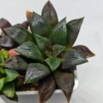 Haworthia Seedling Matrix S111 - 8
